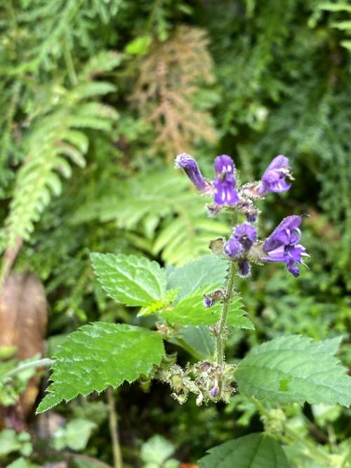 蕨葉紫花鼠尾草