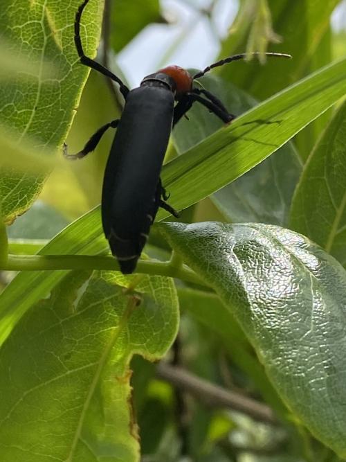 豆芫菁