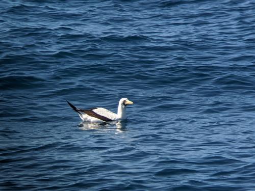 藍臉鰹鳥