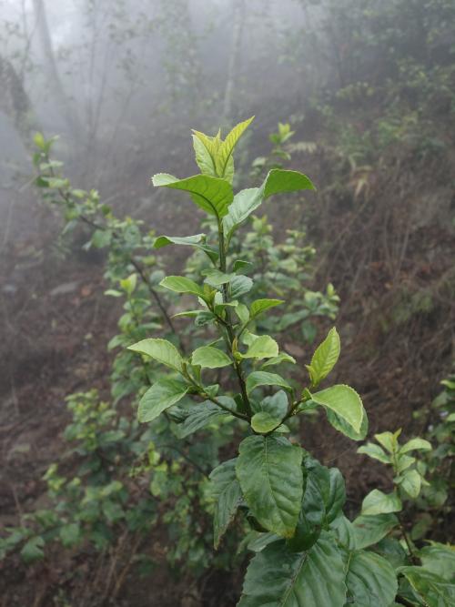 臺灣山桂花