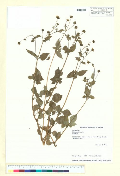 Bidens pilosa L._標本_BRCM 6509