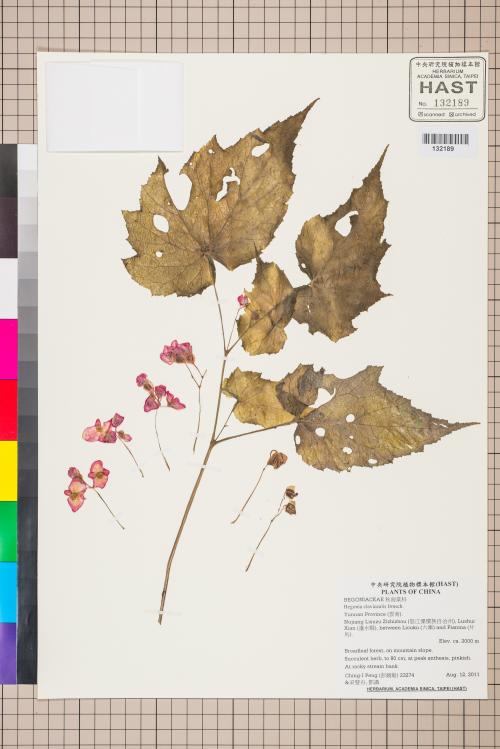Begonia clavicaulis標本_BRCM 2650