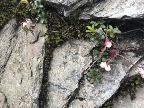 高山白珠樹