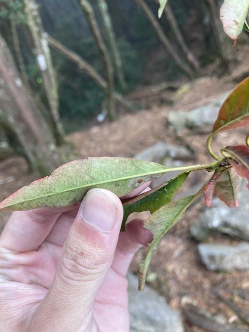 玉山假沙梨