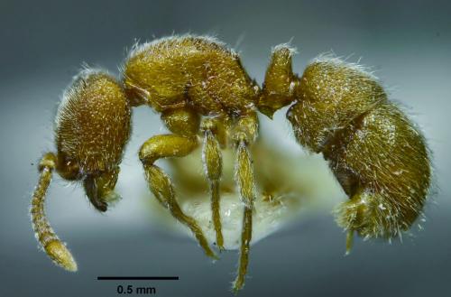 日本盾角針蟻 