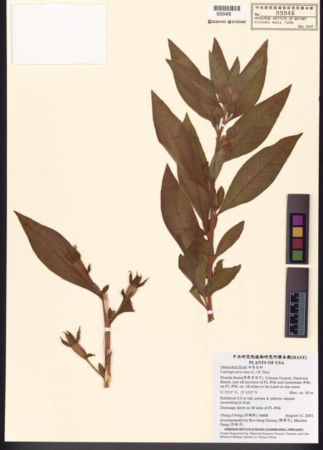 Ludwigia peruviana (L.) H. Hara_標本_BRCM 7791