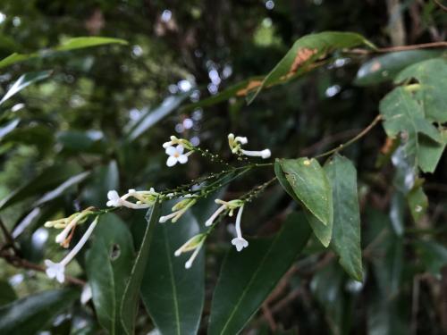 烏來蕘花