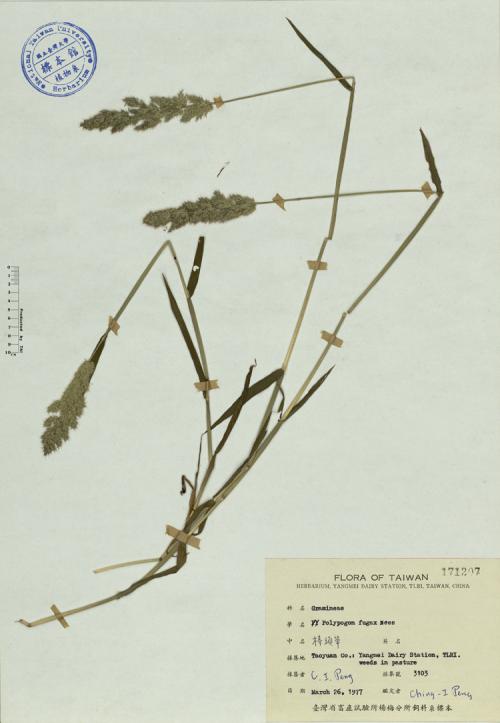 Polypogon fugax Nees_標本_BRCM 4155