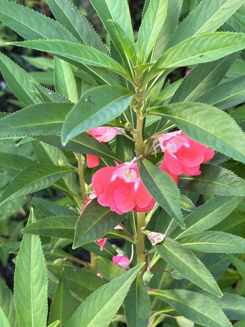 鳳仙花