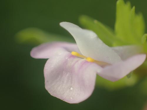 泥花草