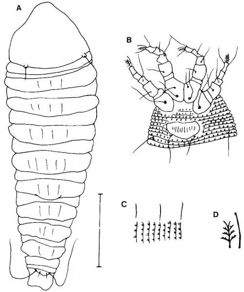 Thamnacus separabilis Huang, 2001