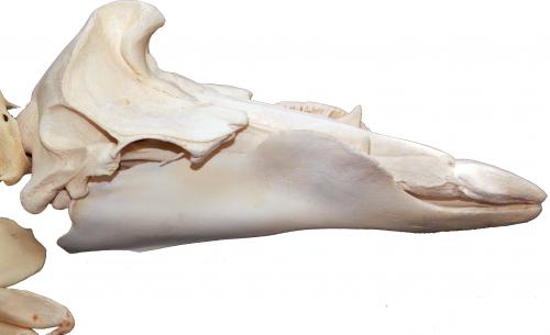 柏氏中喙鯨頭骨與上顎