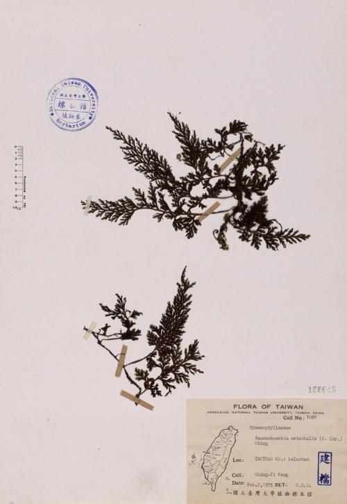 Vandenboschia orientalis (C. Chr.) Ching_標本_BRCM 4013