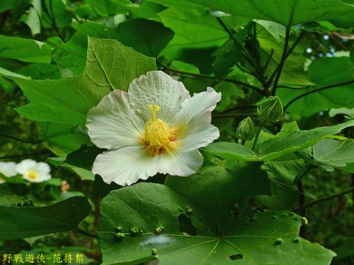 山芙蓉