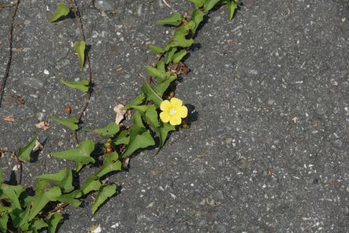 繖花菜欒藤