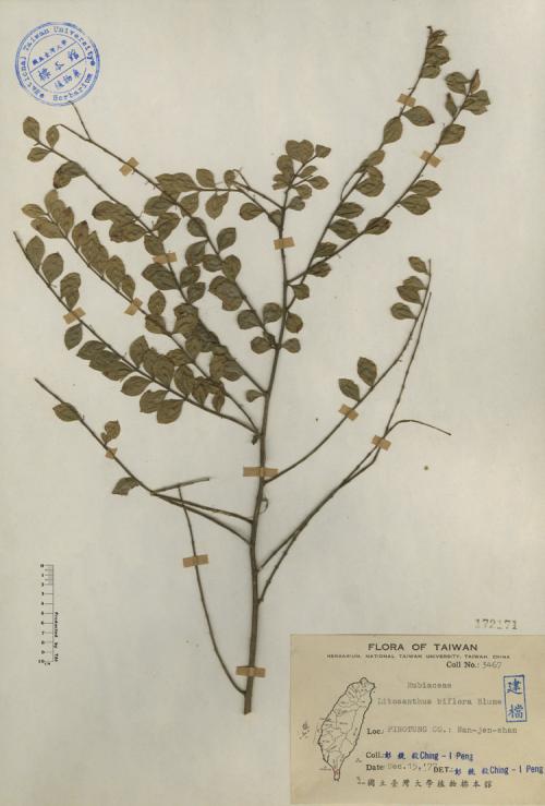 Litosanthes biflora Blume_標本_BRCM 4244