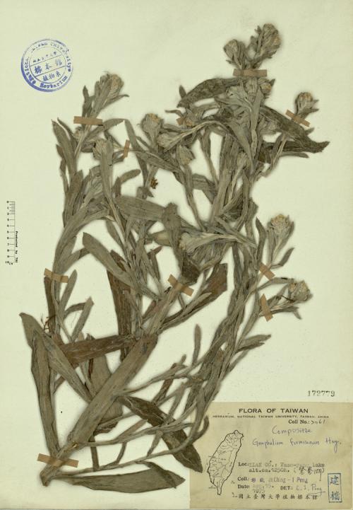 Gnaphalium formosanum Hay._標本_BRCM 4329