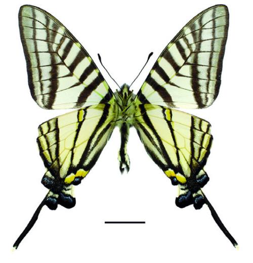Graphium mullah mullah (Alphéraky, 1897) 黑尾劍鳳蝶