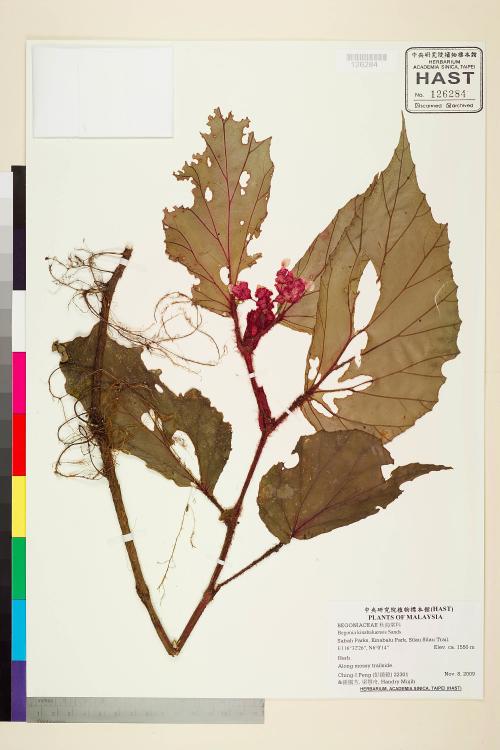 Begonia kinabaluensis標本_BRCM 2473