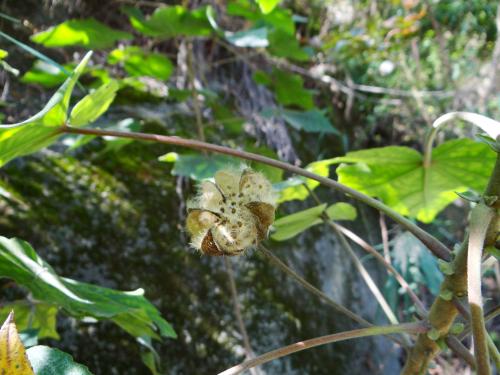 山芙蓉