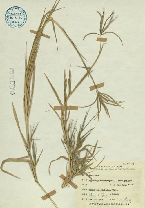 Cynodon plectostachyus (K. Schum.) Pilger_標本_BRCM 4174