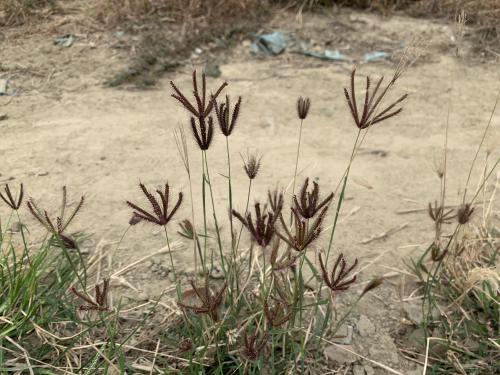 虎尾草、刺虎尾草、孟仁草