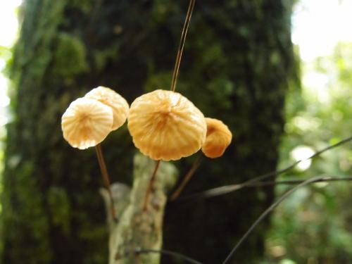 Marasmius androsaceus(安絡小皮傘)