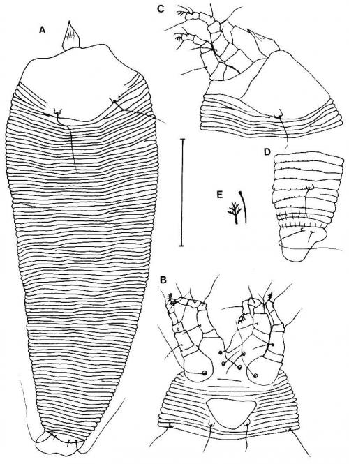 Rectalox glaberi Huang, 2001