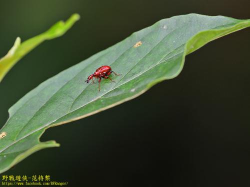 棕長頸捲葉象鼻蟲