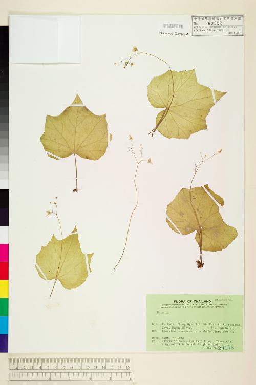 Begonia brandisiana標本_BRCM 1319