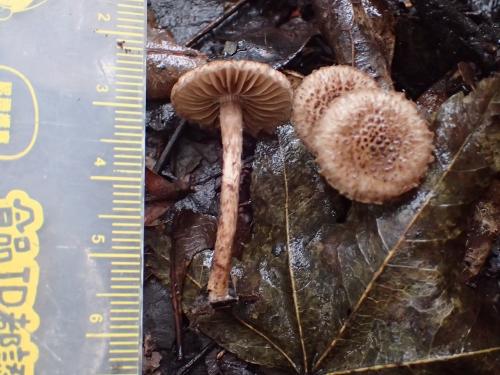 Inocybe cincinnata(刺鱗絲蓋傘)