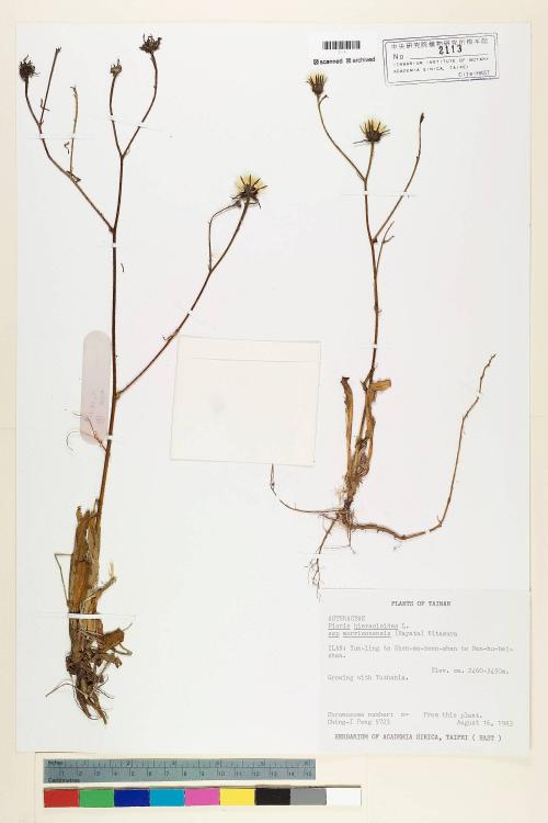 Picris hieracioides L. subsp. morrisonensis (Hayata) Kitam._標本_BRCM 6425