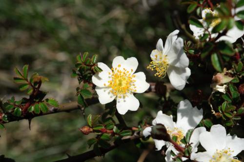 高山薔薇