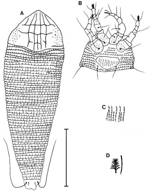 Phyllocoptes dimidius Huang, 2001