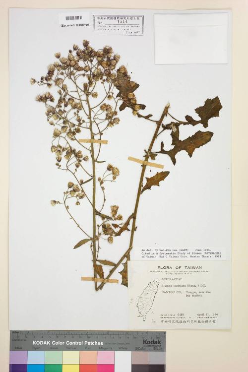 Blumea laciniata (Roxb.) DC._標本_BRCM 3752
