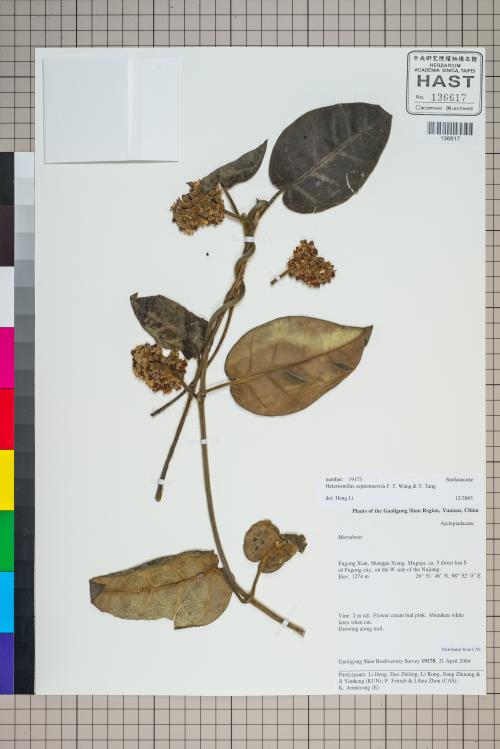 Heterosmilax septemnervia F. T. Wang & T. Tang_標本_BRCM 6026