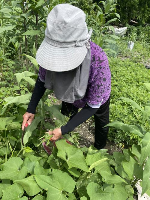 採龍鬚菜的嫩芽