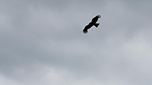 Formosan Black-eared Kite