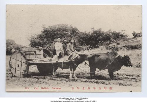 臺灣黃牛及水牛車