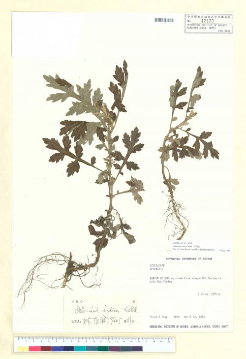 Artemisia indica Willd._標本_BRCM 6518