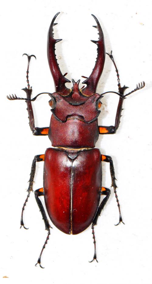 Lucanus formosanus 台灣深山鍬形蟲