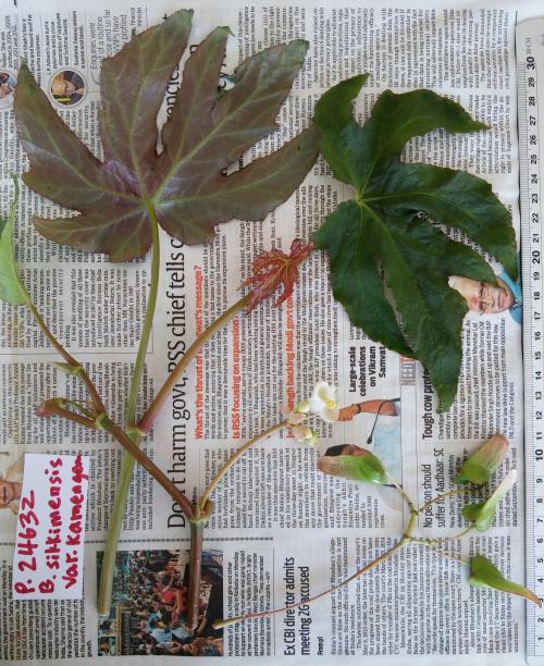 壓製標本_Begonia sikkimensis