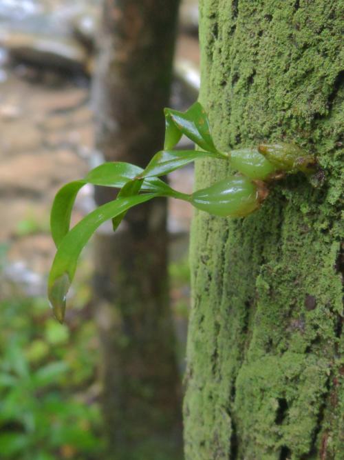 烏來石山桃