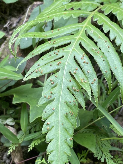 珠芽狗脊蕨