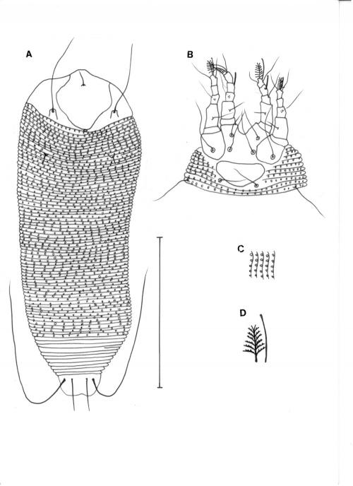 Trisetacus chamaecypari Smith, 1978