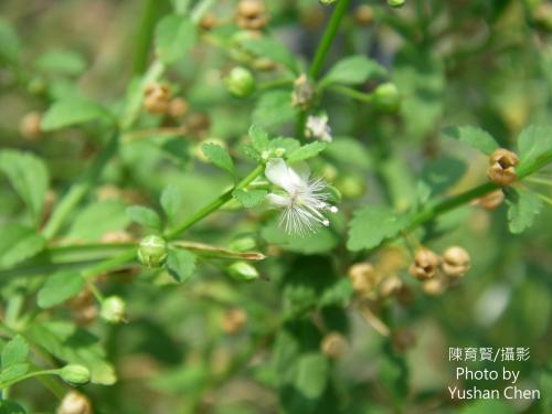 野甘草