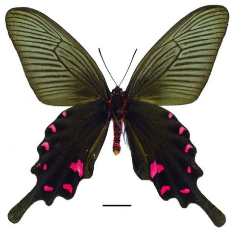 Byasa confusus mansonensis (Fruhstorfer, 1901) 麝鳳蝶
