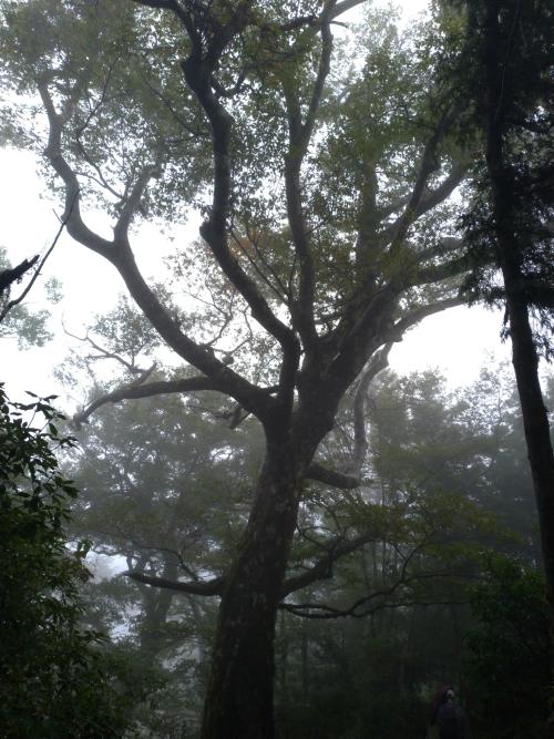 臺灣水青岡