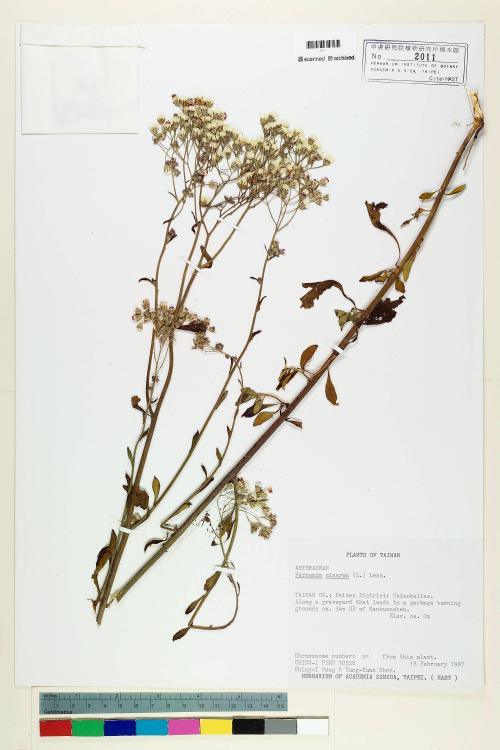 Vernonia cinerea (L.) Less._標本_BRCM 5121