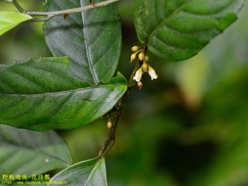 山桂花